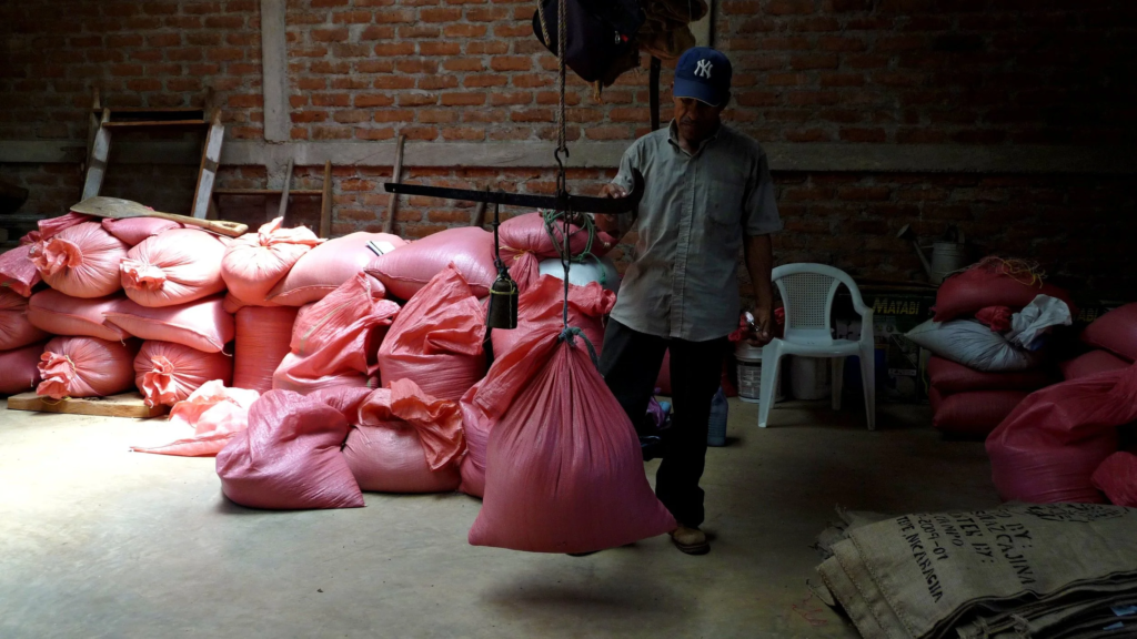Farmer weighing a large sack of coffee inside a storage room.