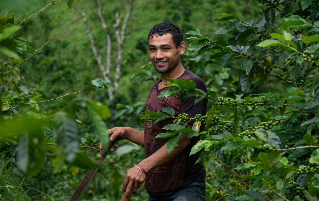 Smiling man harvesting coffee in green plantation.