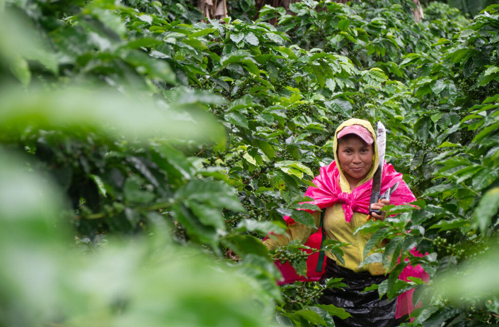 Woman in bright clothing harvesting coffee in a plantation.