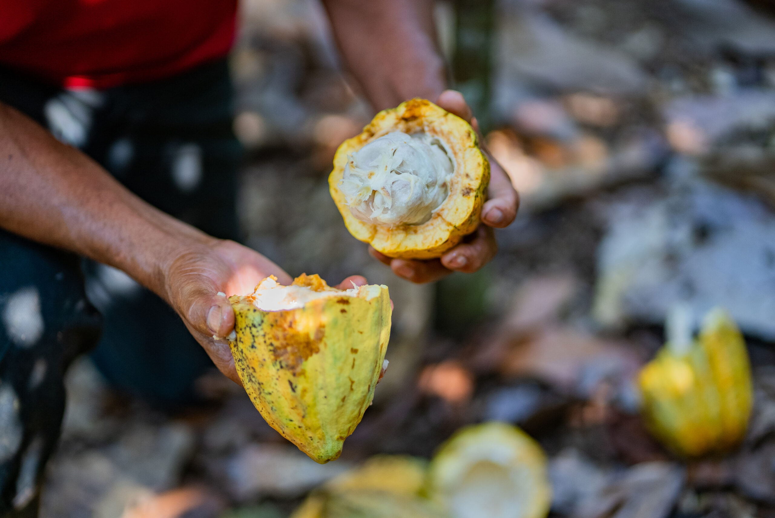 Farmer holding a freshly opened cacao pod with white cacao beans inside.