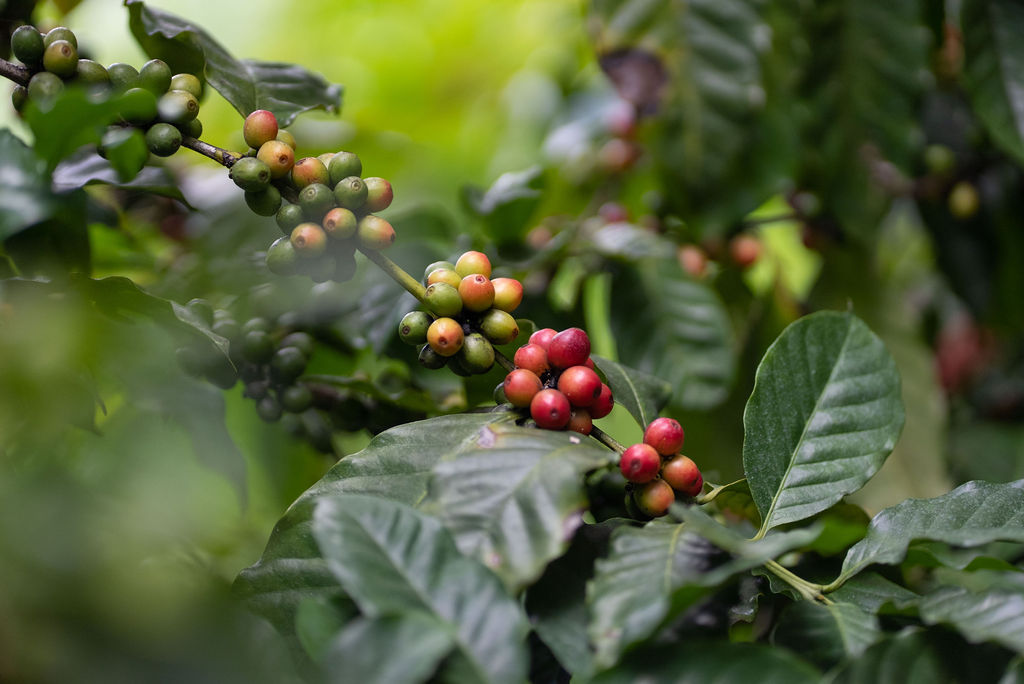 Coffee cherries ripening on a branch in lush green leaves